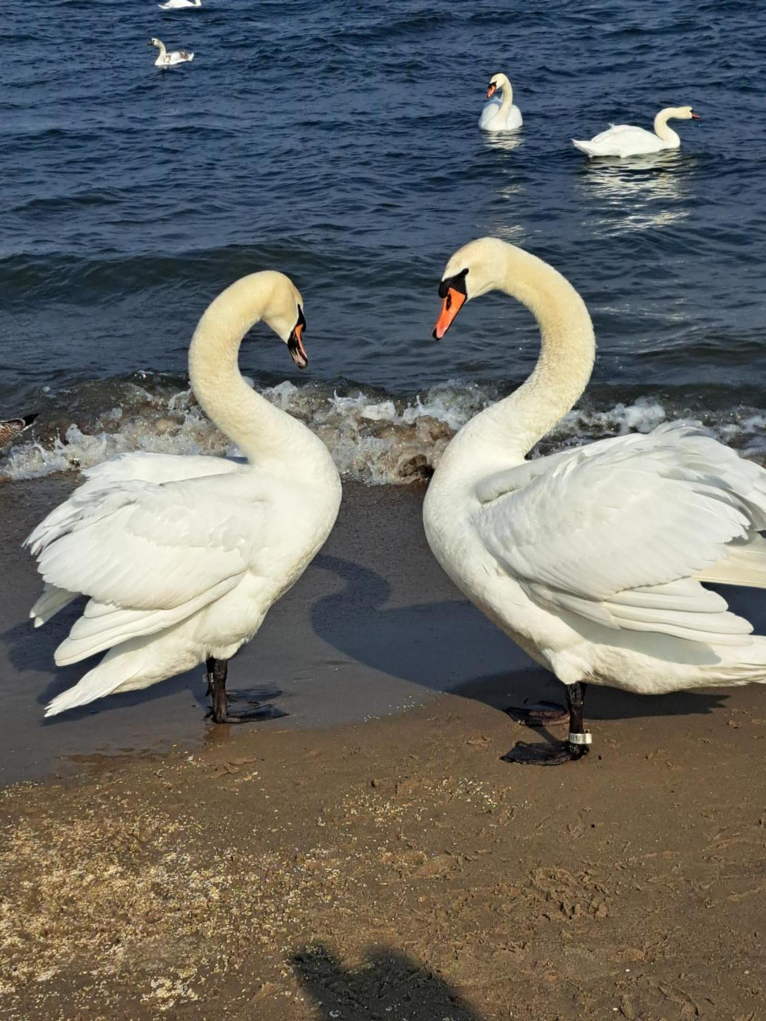 Baltic Pearl Sopot